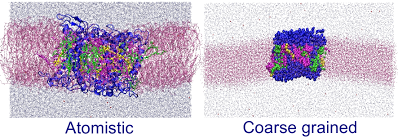 Multiscale simulation of light harvesting complex