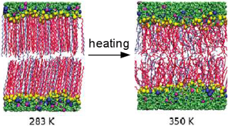 Multiscale simulation of light harvesting complex