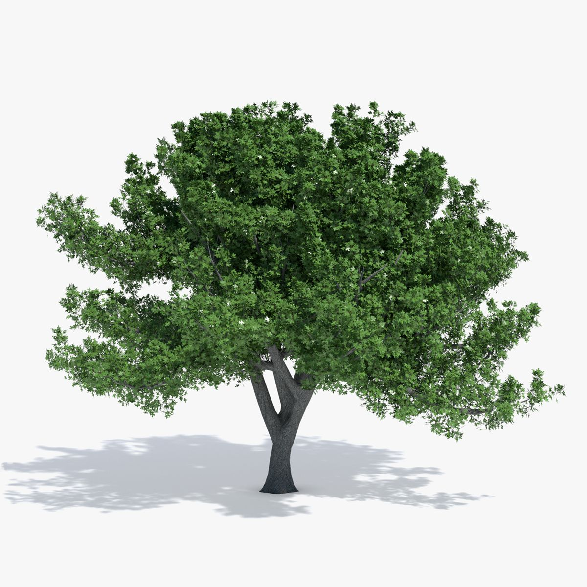 Tree in real world scene