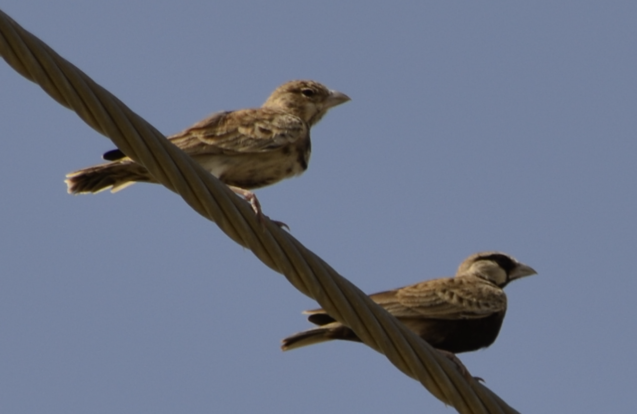 Ashy-crowned Sparrow-Lark