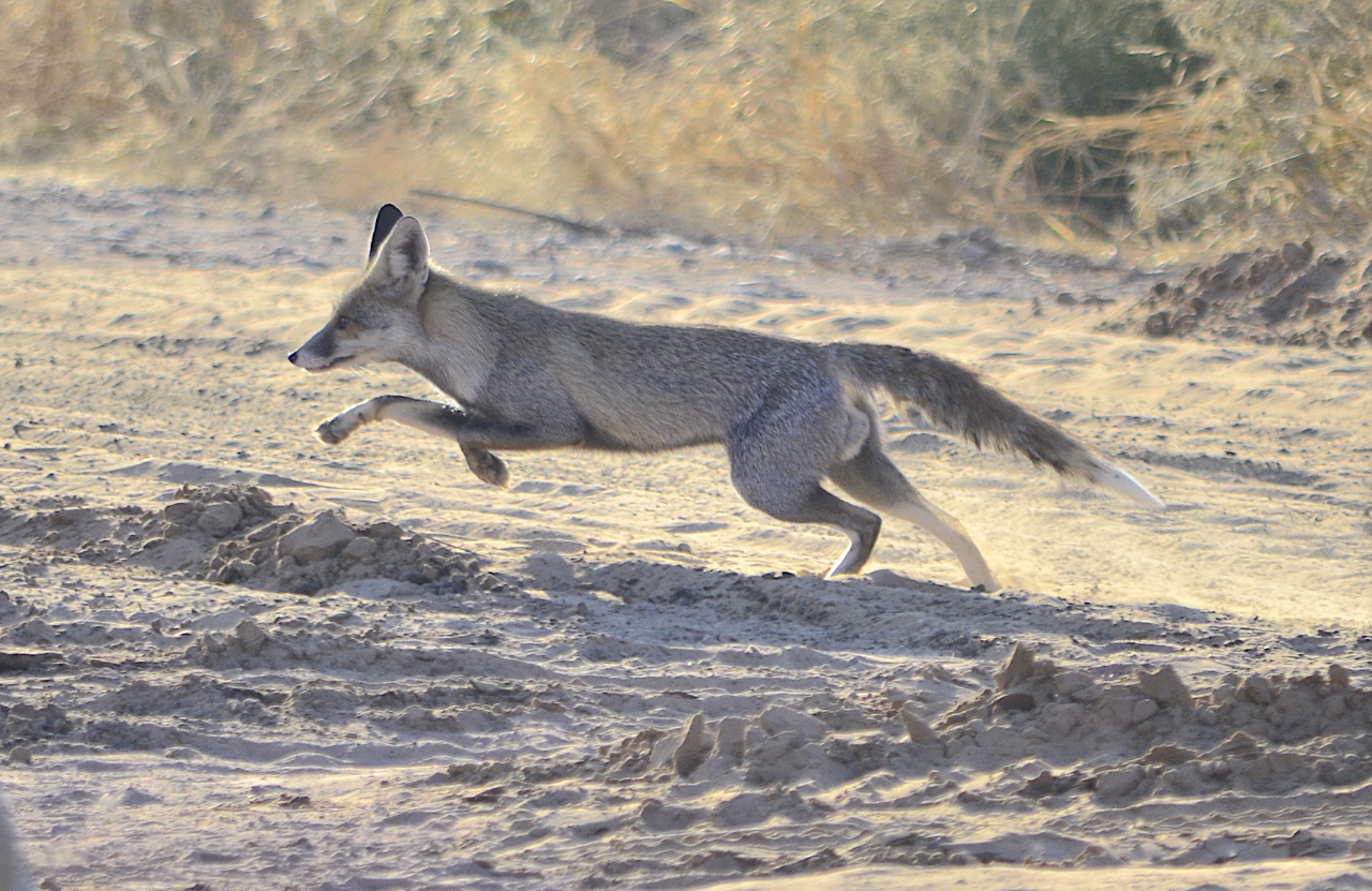 Indian Fox