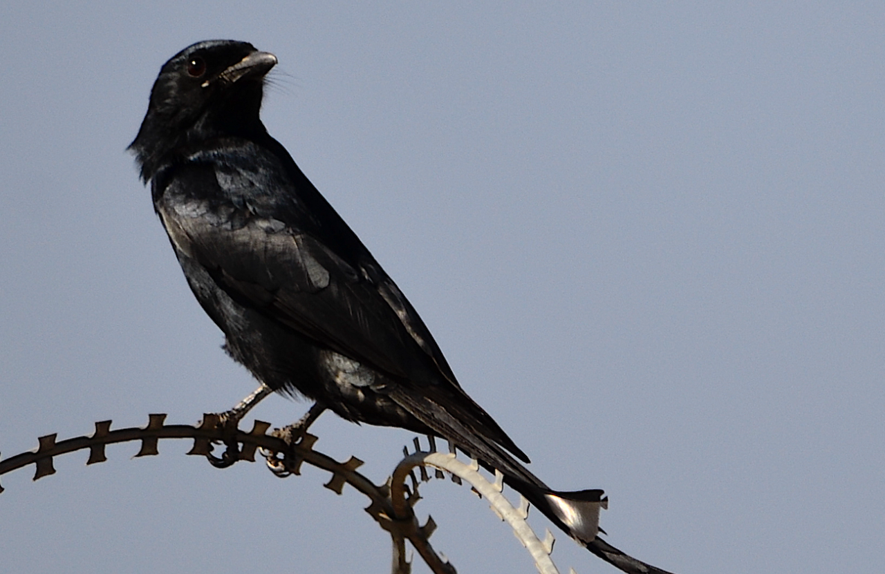 Black Drongo