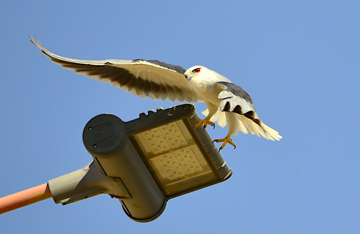 Black-winged Kite