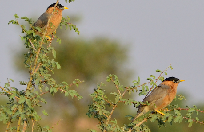 Brahminy Starling