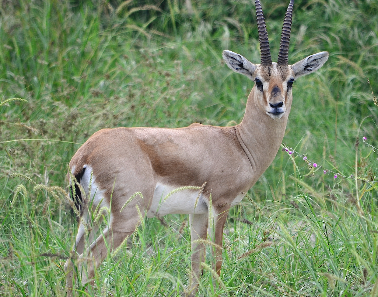 Chinkara (Indian Gazelle)