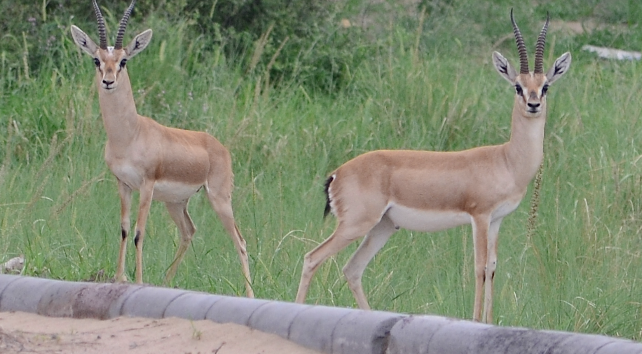 Chinkara – Campus Pair