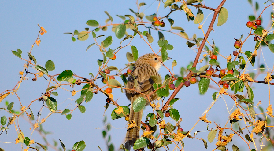 Spotted Owlet