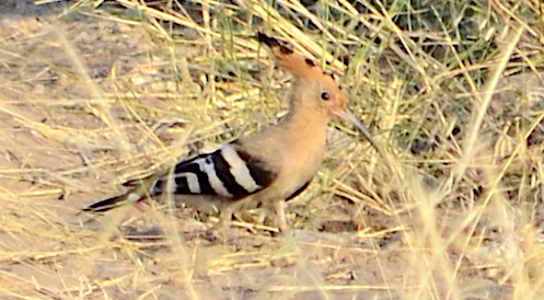 Eurasian Hoopoe