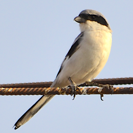 Southern Grey Shrike