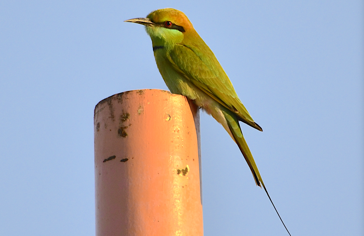 Green Bee-eater