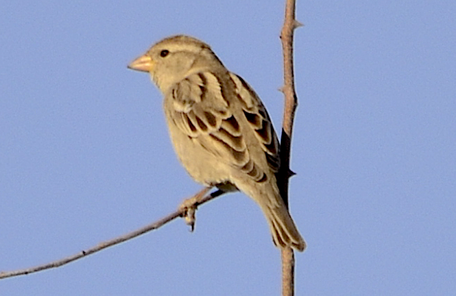 House Sparrow (Female)