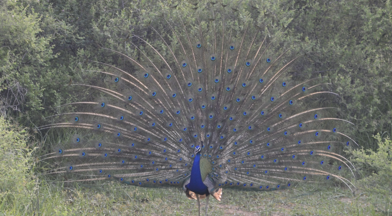 Indian Peafowl – Display