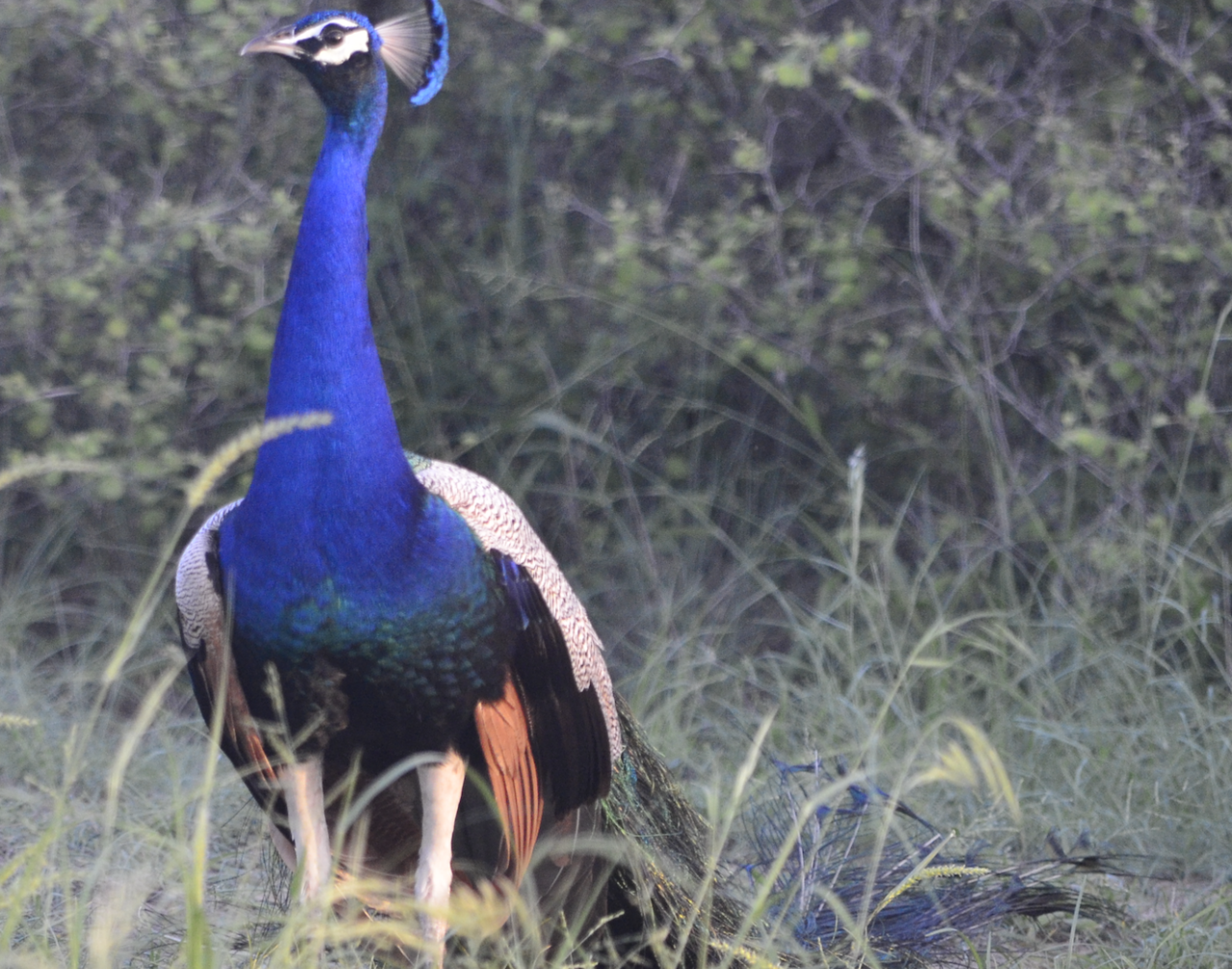 Indian Peafowl