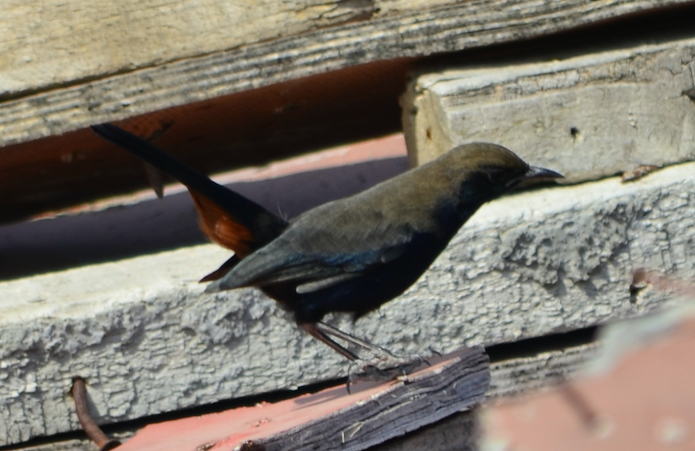 Indian Robin