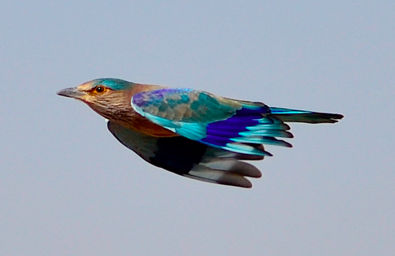Indian Roller – In Flight