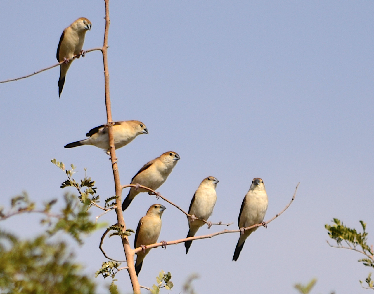 Indian Silverbill