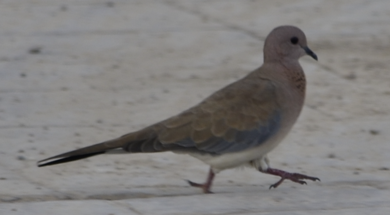 Laughing Dove