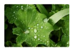 Thin film dewetting pattern